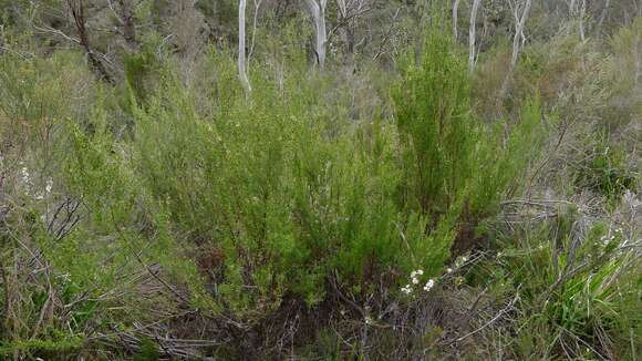 Image of Pomaderris phylicifolia Lodd.