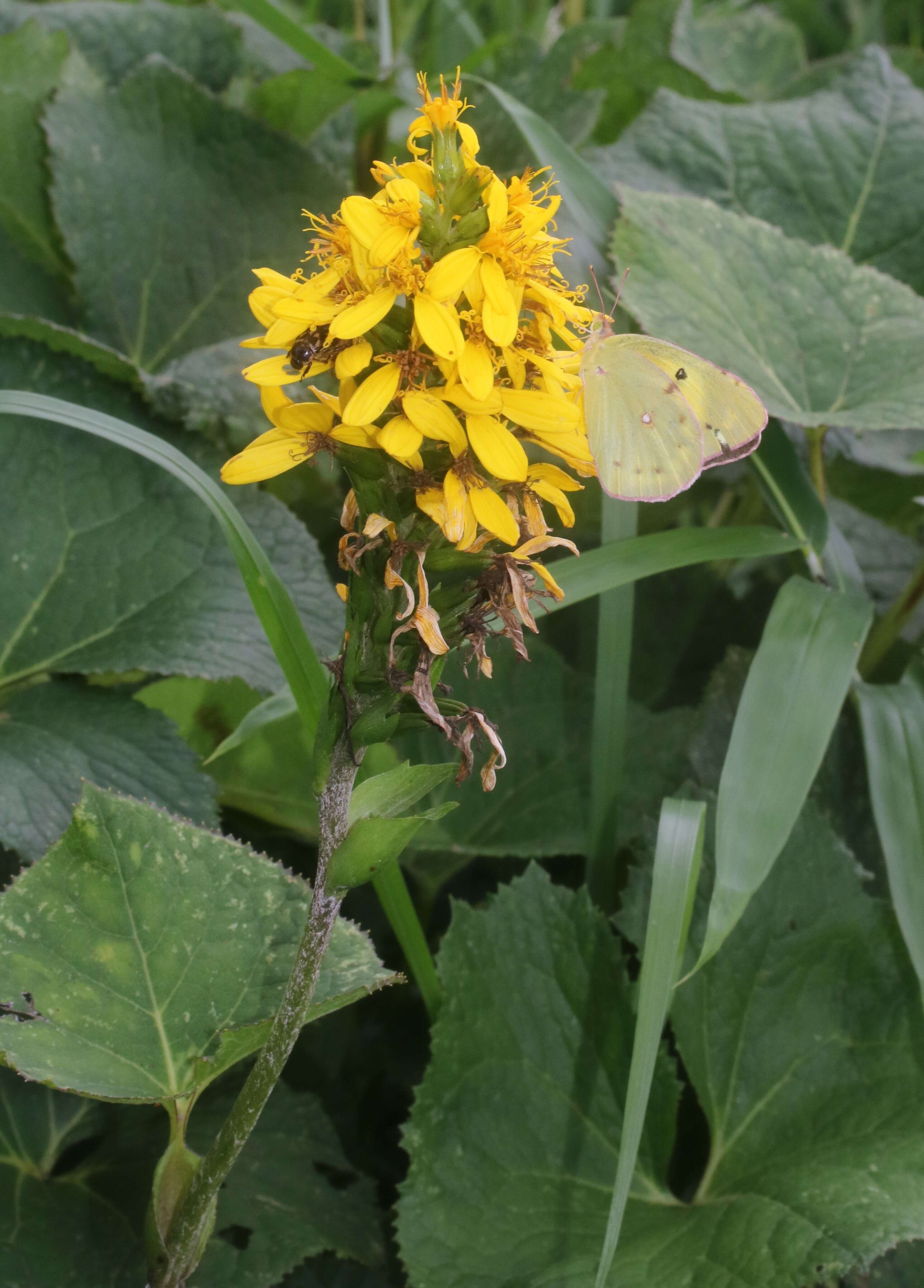 Image of Eastern Pale Clouded Yellow