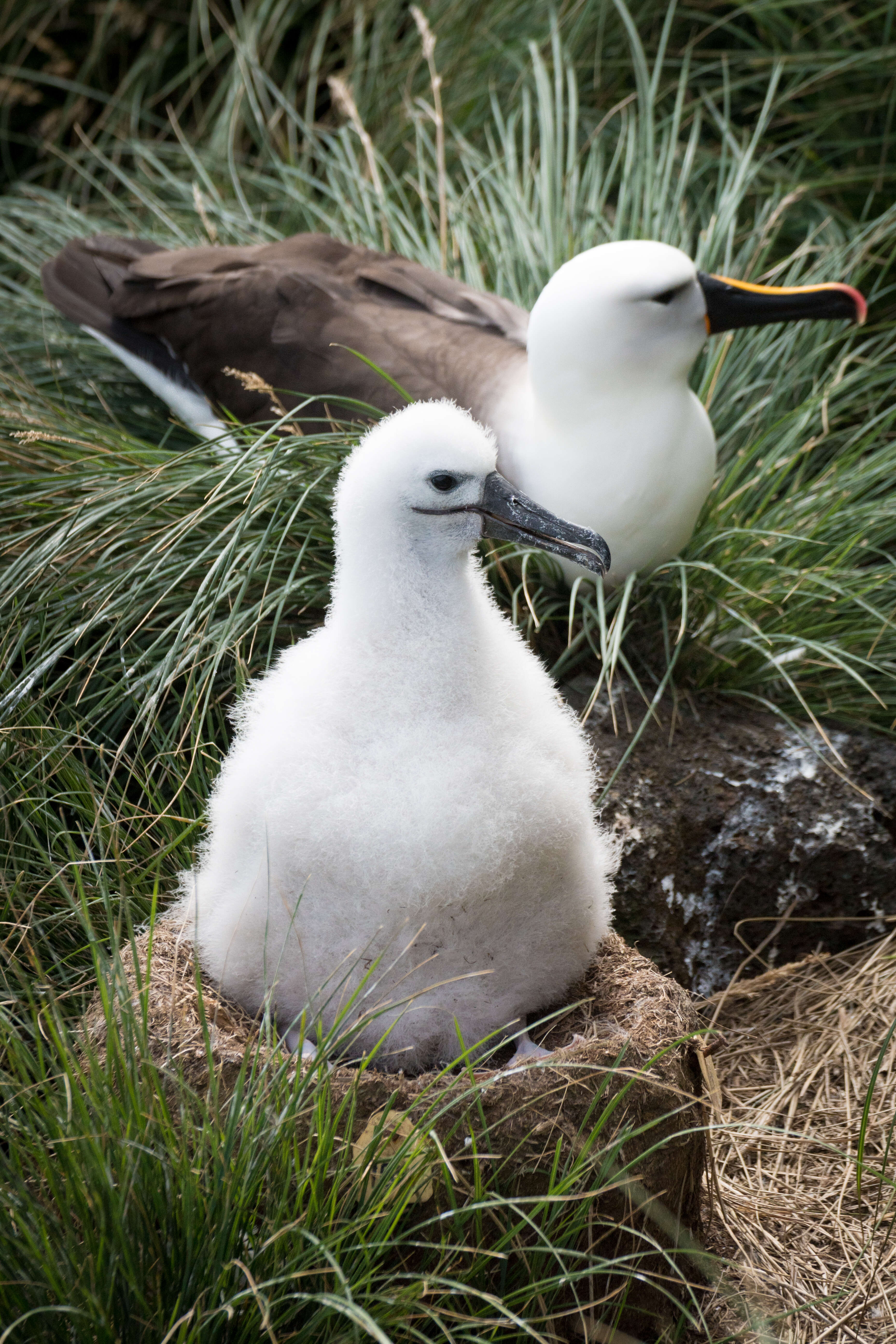 Image de Albatros de Carter