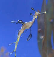 Image of Phyllopteryx