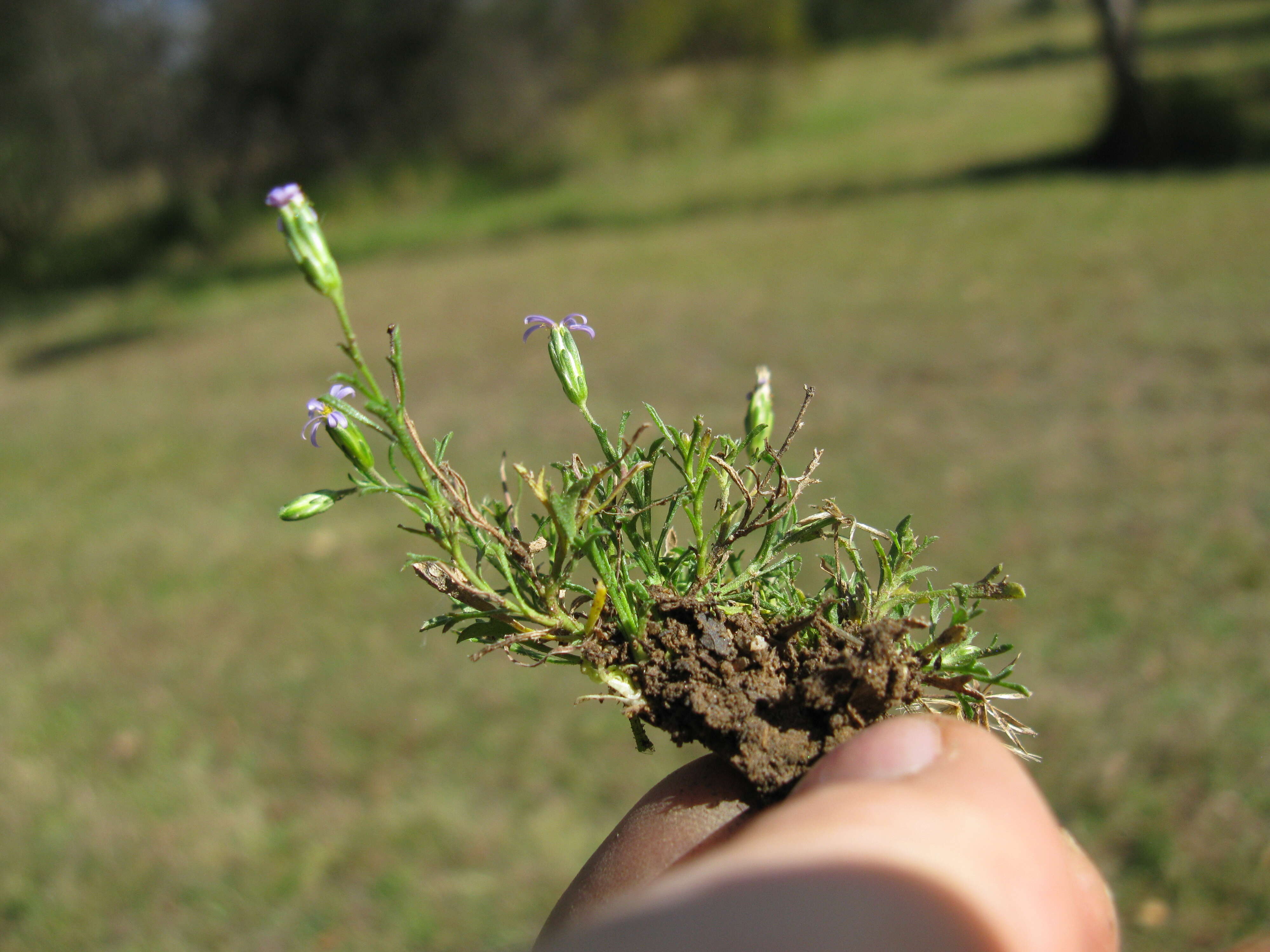 Image of Vittadinia muelleri N. T. Burbidge