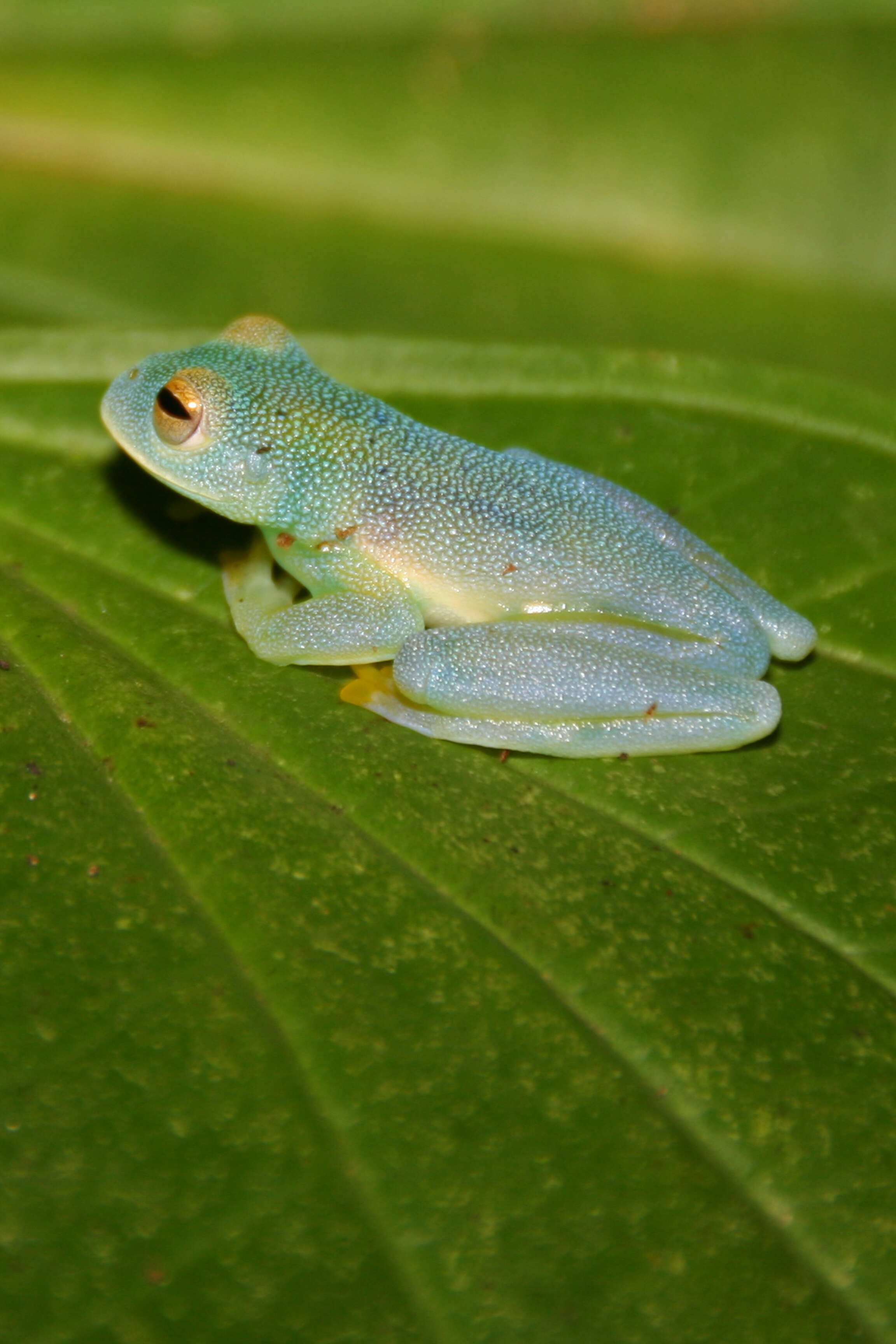 Image of Grainy Cochran Frog