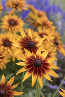 Image of coneflower