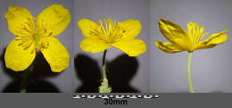 Image of celandine