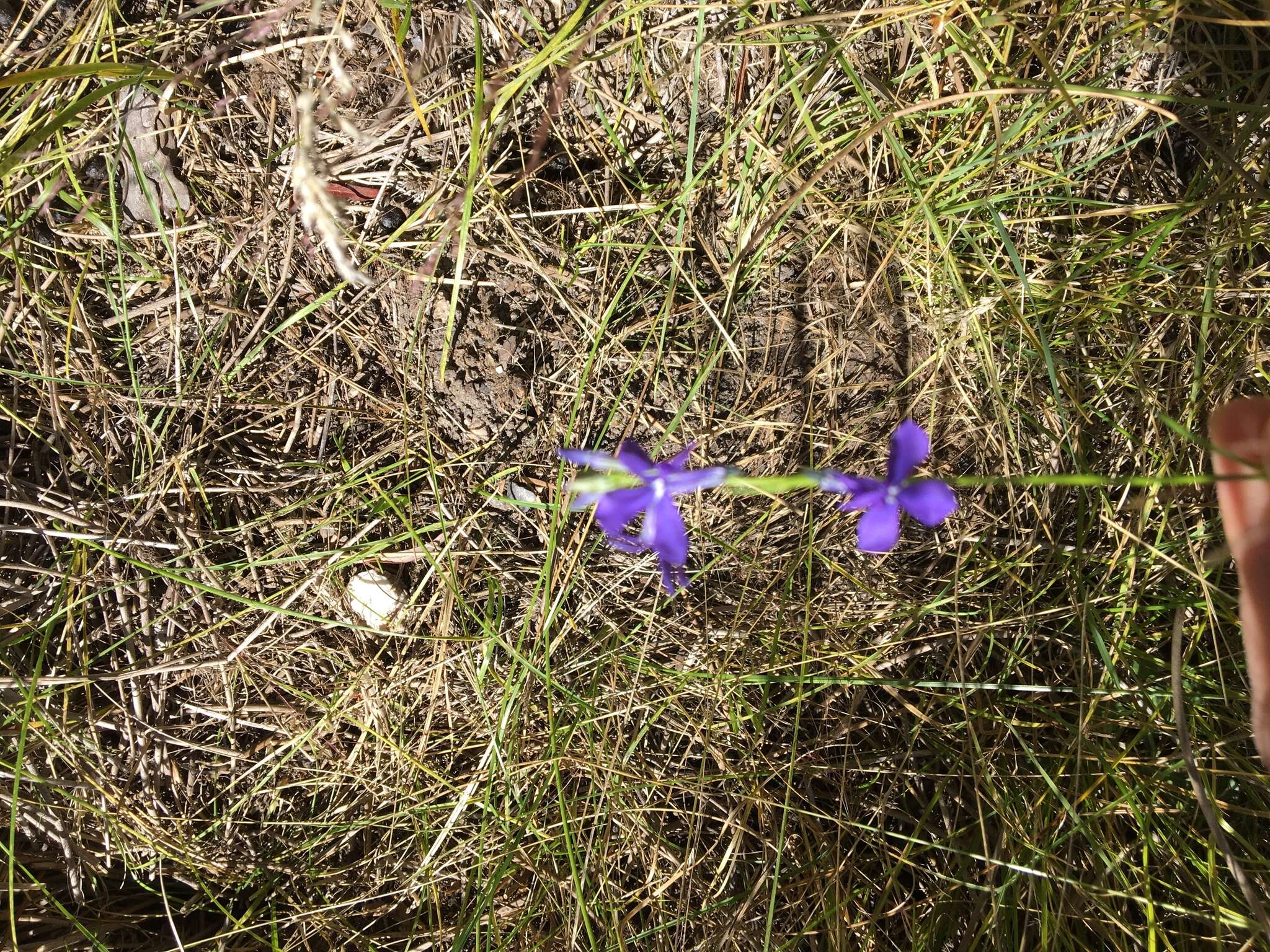 Image of Apache lobelia