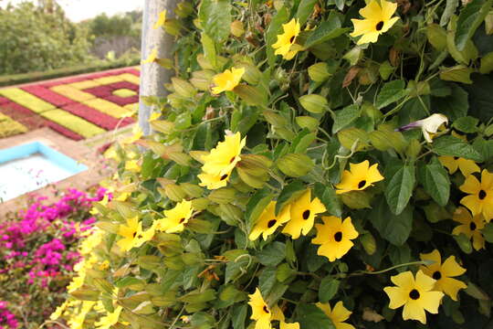 Image of blackeyed Susan vine