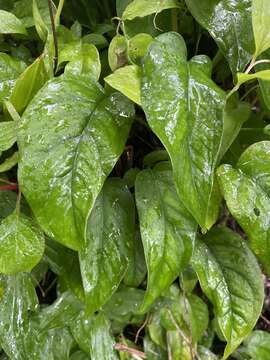 Image of Monstera siltepecana Matuda