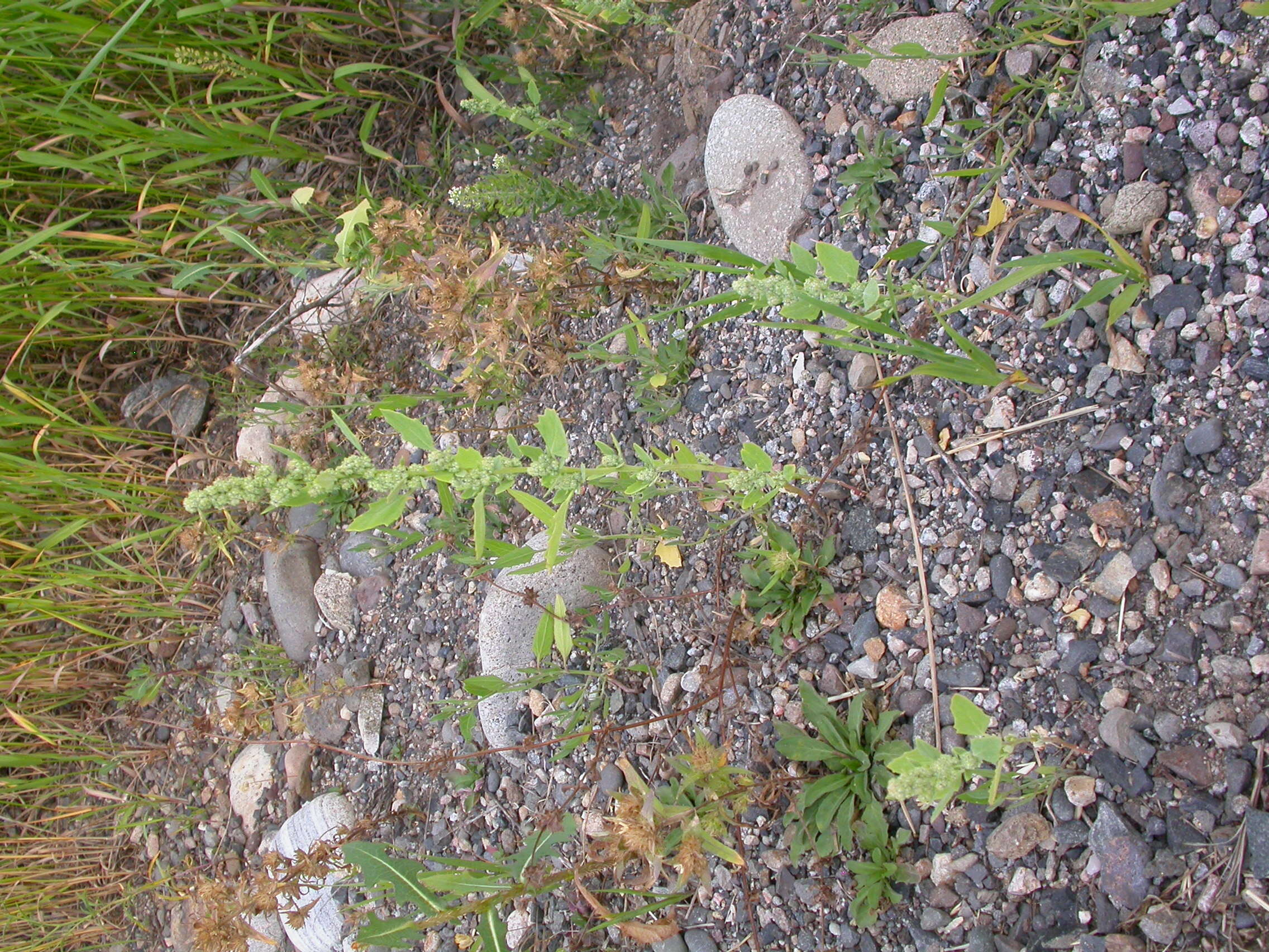 Image of pitseed goosefoot