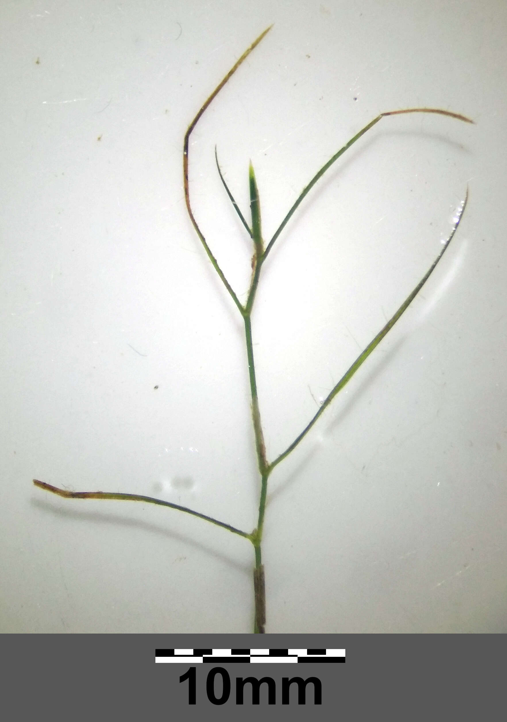 Image of Hairlike Pondweed