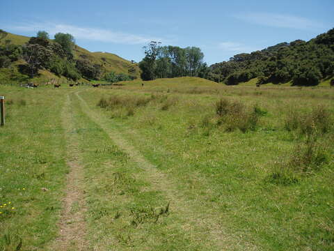 Image of eastern cottonwood