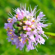Image of Feay's prairie clover