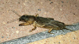 Image of mole crickets