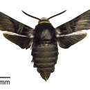 Image of Sataspes javanica Roepke 1941