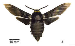 Image of Sataspes javanica Roepke 1941