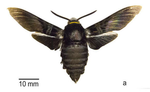Image of Sataspes javanica Roepke 1941