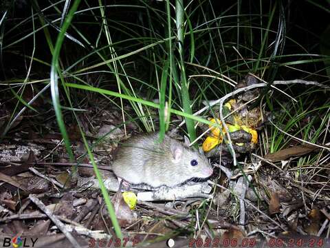 Image of Australian Pale Field Rat