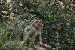 Image of Barbary Ape