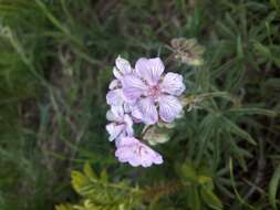 Image of Tuberous Cranesbill