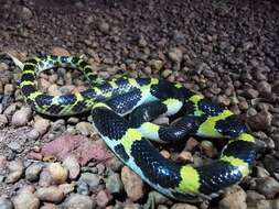 Image of Laos Wolf Snake