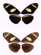 Image of Heliconius wallacei Reakirt 1866