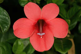 Image of Barleria repens Nees