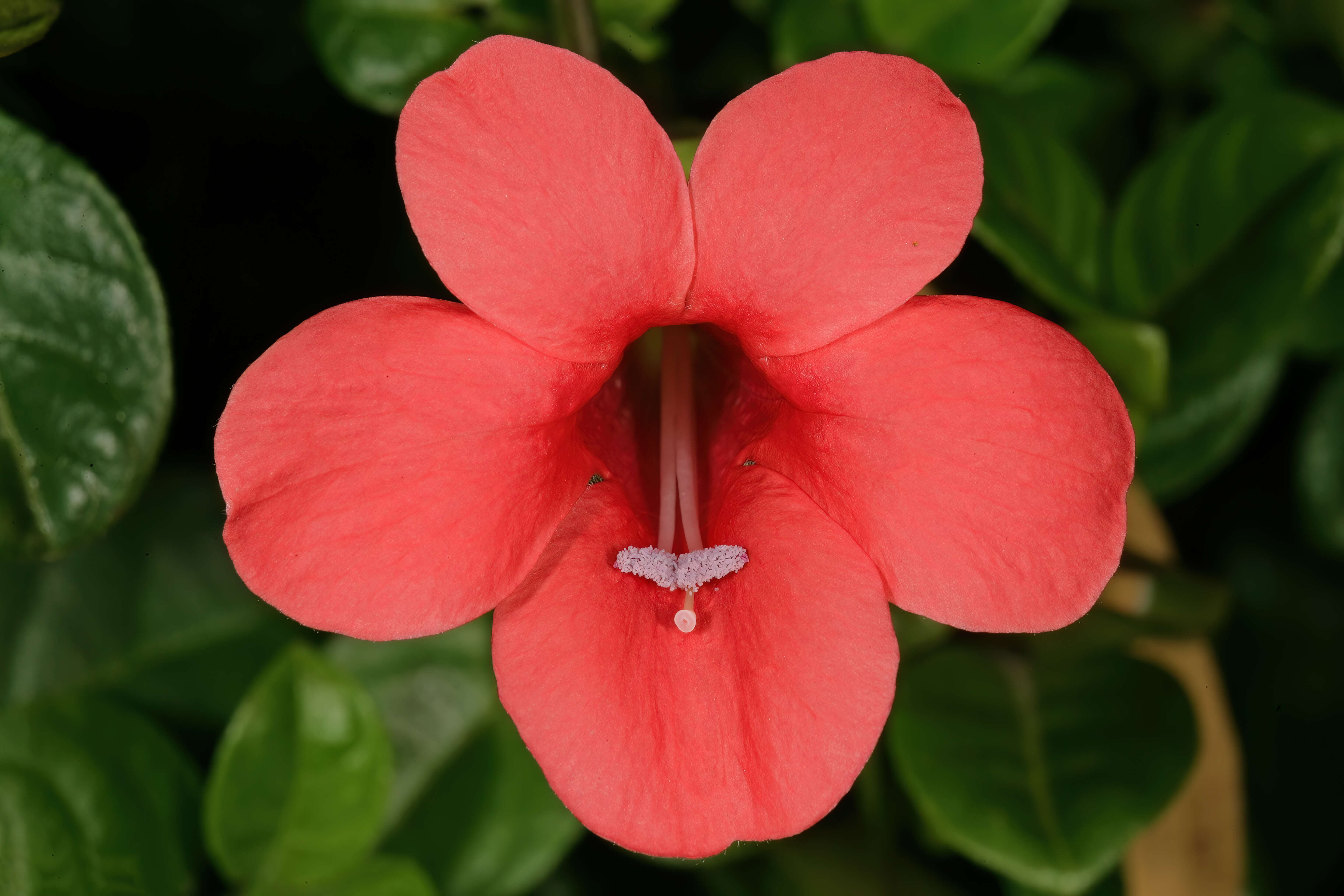 Image of Barleria repens Nees