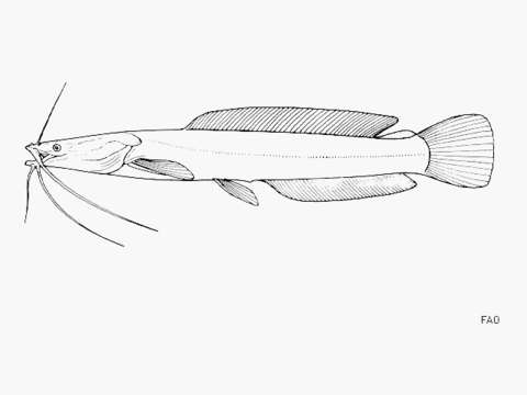 Image of Dinotopterus