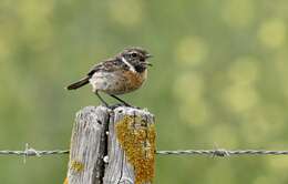 Image of African Stonechat