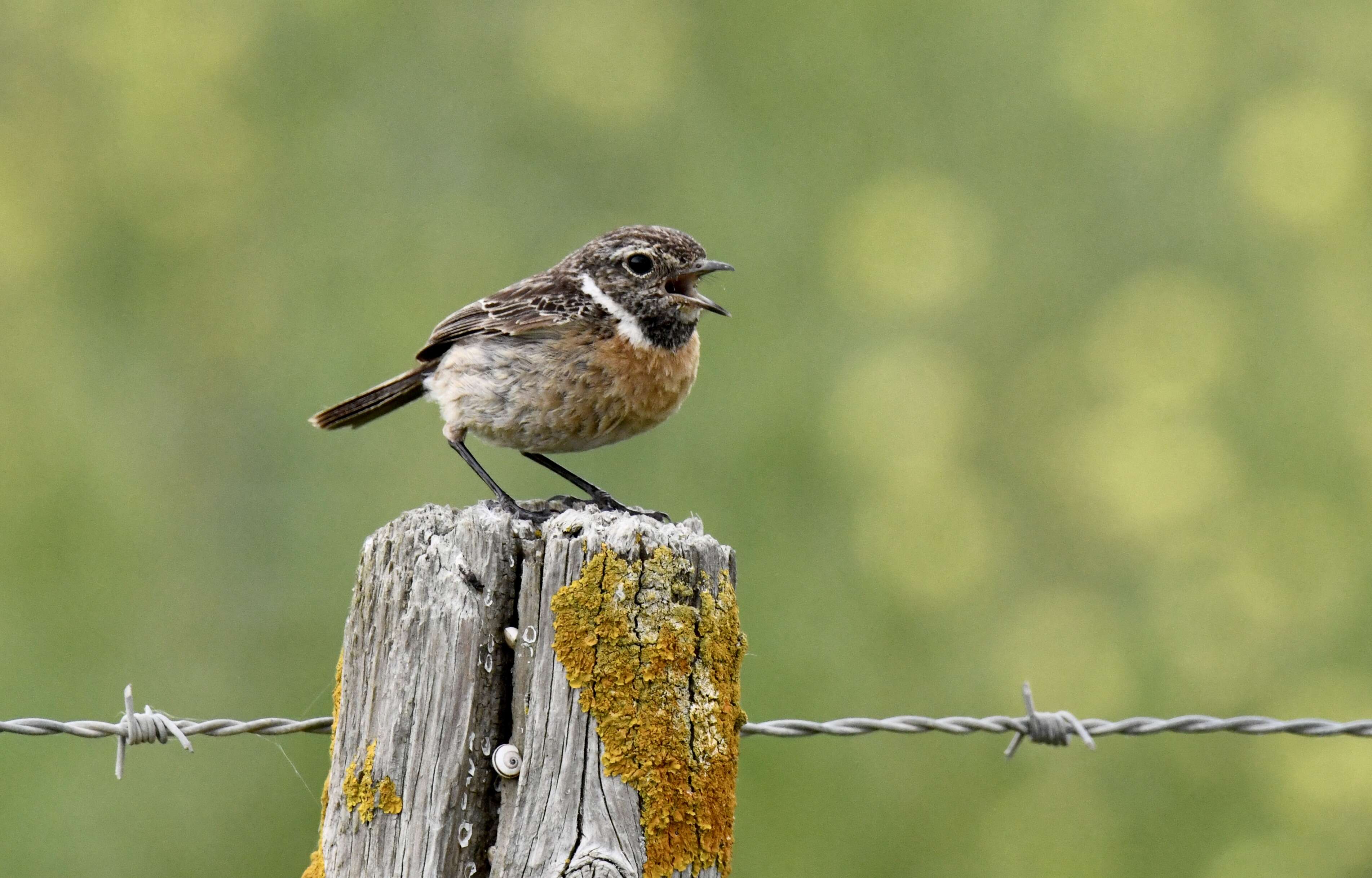 Image of African Stonechat