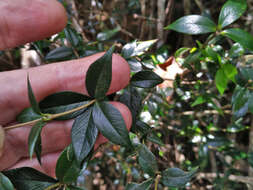 Image of Chain Fruit