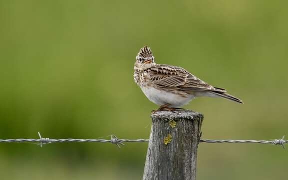 Image of Skylark