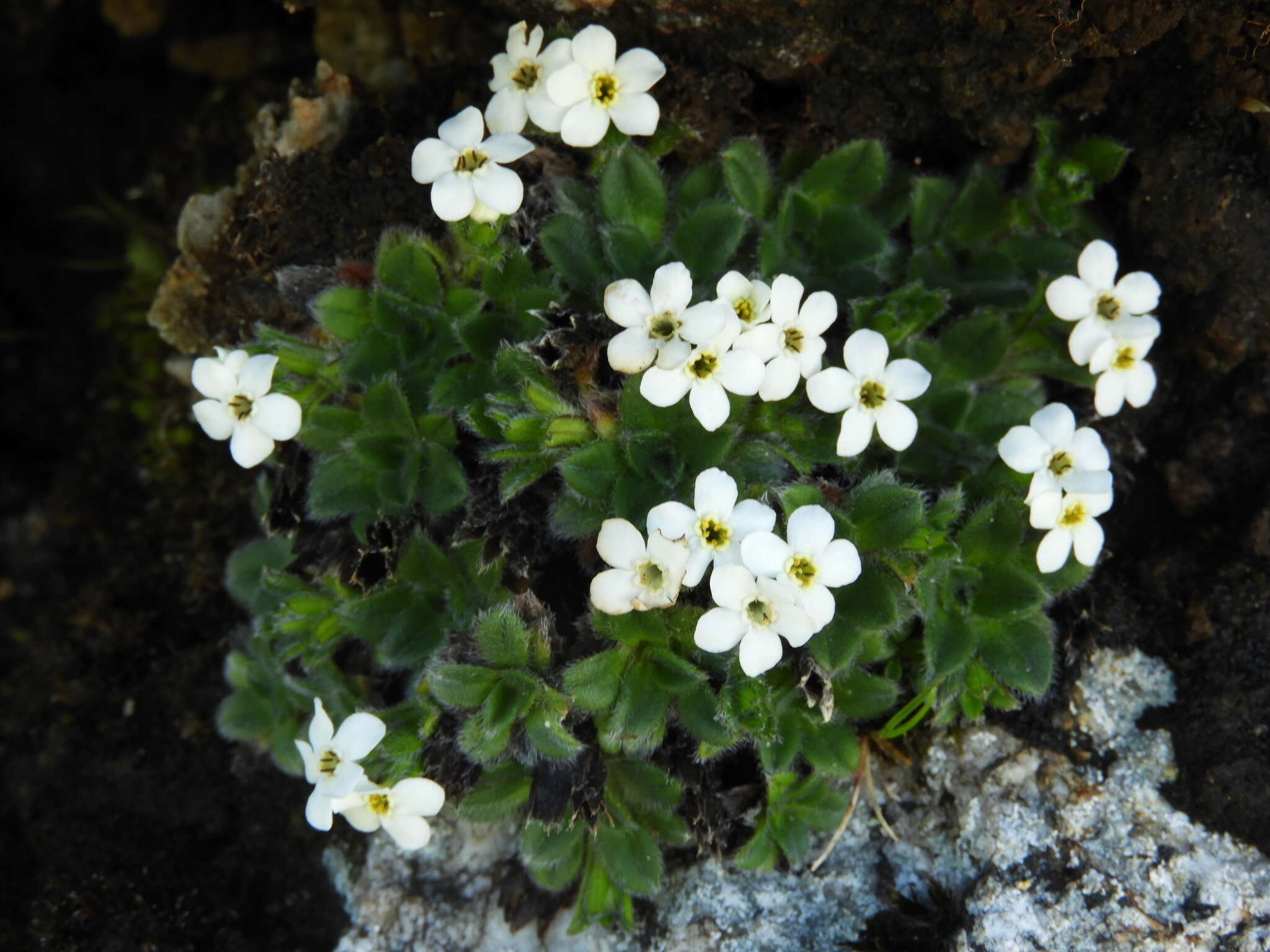 Image of Myosotis retrorsa Meudt, Prebble & Hindm.-Walls