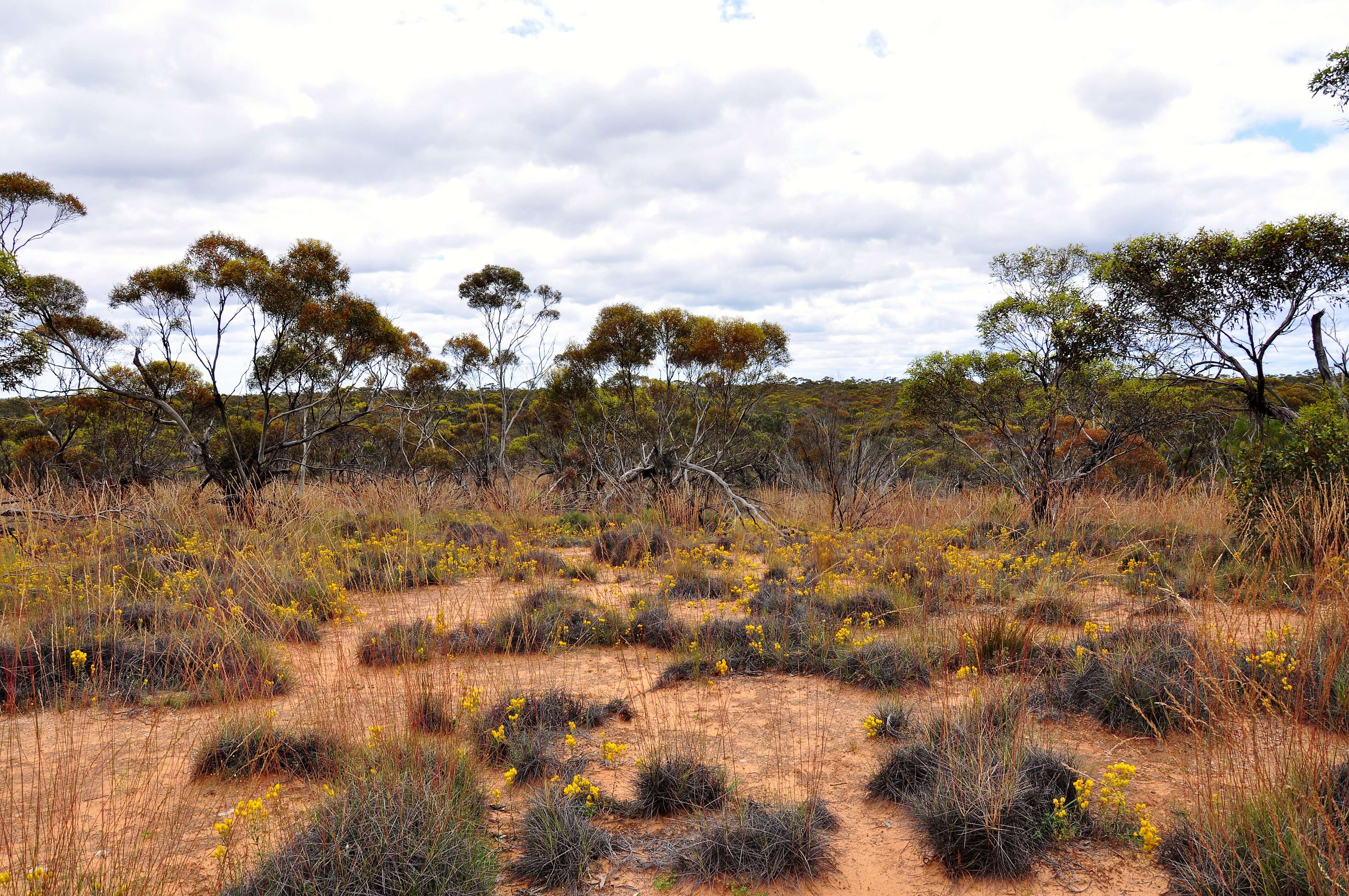 Image of Triodia scariosa N. T. Burb.