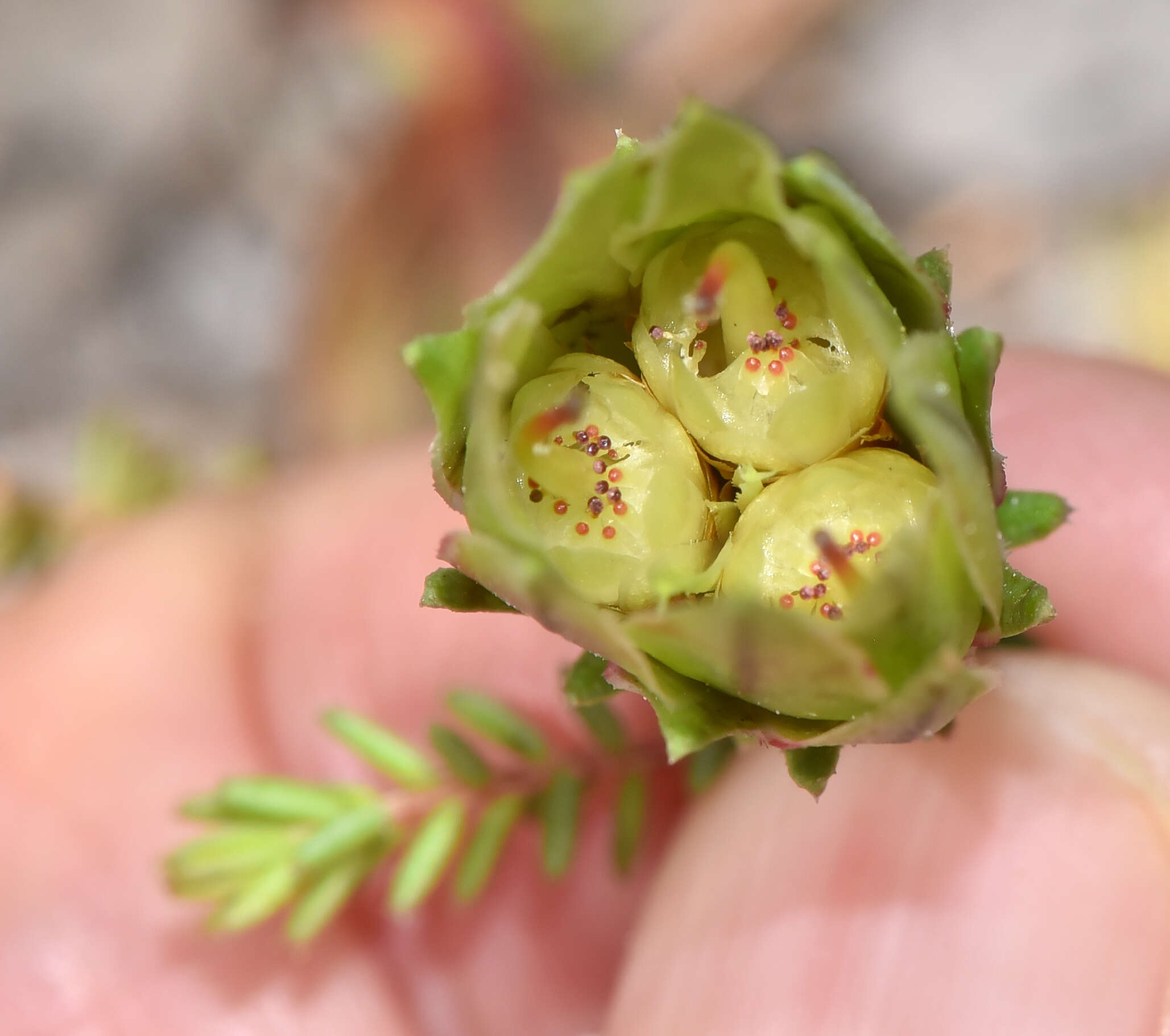 Image of Darwinia helichrysoides (Meissner) Benth.