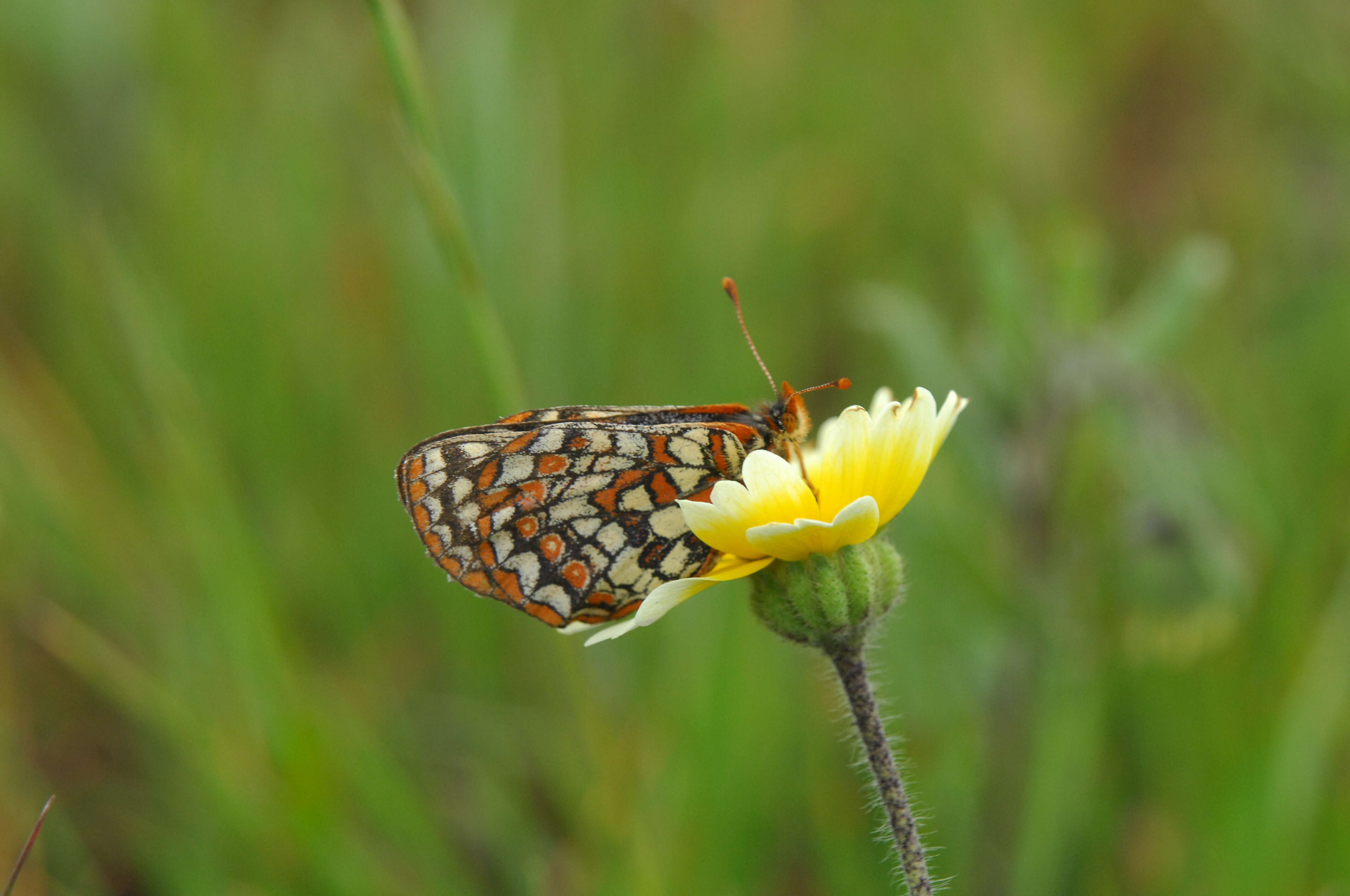 Image of Euphydryas editha bayensis