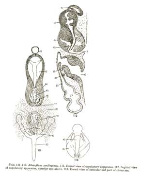 Leptoplanoidea resmi