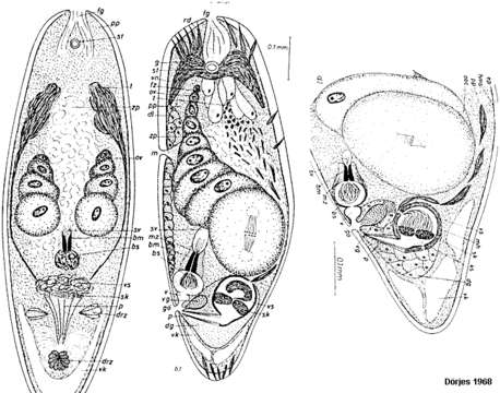 Image de Xenacoelomorpha