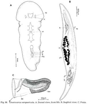 Image of Gnesiocerotidae