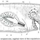 Image de Gnesioceros sargassicola (Mertens 1833)