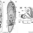 Image de Philactinoposthia pusilla (Westblad 1946)