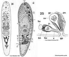 Sivun Philactinoposthia pusilla (Westblad 1946) kuva