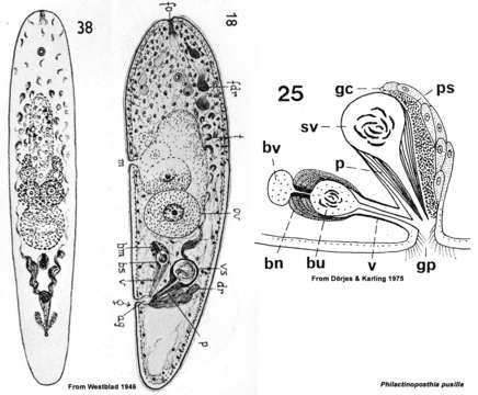 Image of Philactinoposthia pusilla (Westblad 1946)