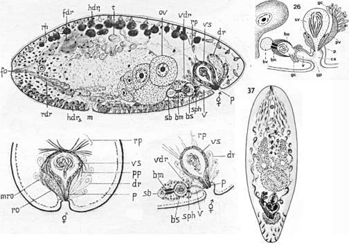 Image of Philactinoposthia rhammifera (Westblad 1946)