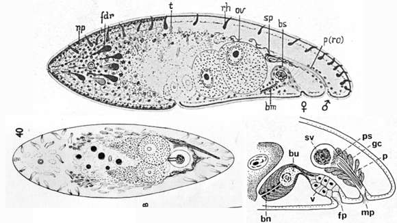 Image of Philactinoposthia stylifera (Westblad 1946)