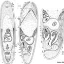 Imagem de Philactinoposthia viridorhabditis Dörjes 1968