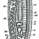 Image of Planaria torva (Müller OF 1773)