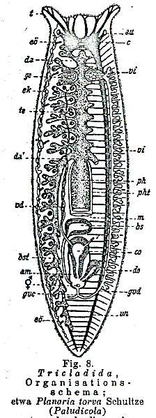 Image of Planarioidea