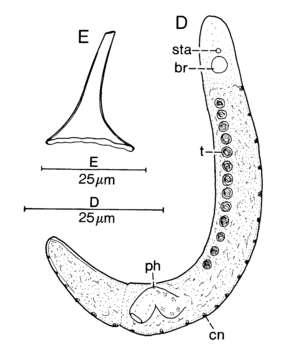 Image of Proseriata