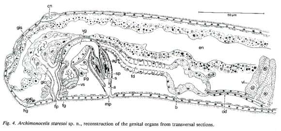 Image of Proseriata