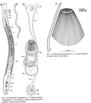 Archimonocelis carmelitana Martens & Curini-Galletti 1993的圖片